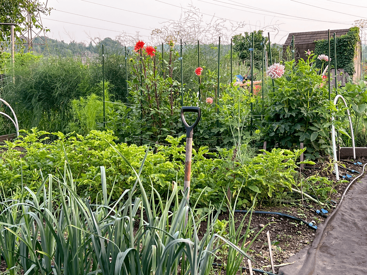 A corner of Karen Bertelesen's large vegetable garden with dahlia, potato and leek beds.