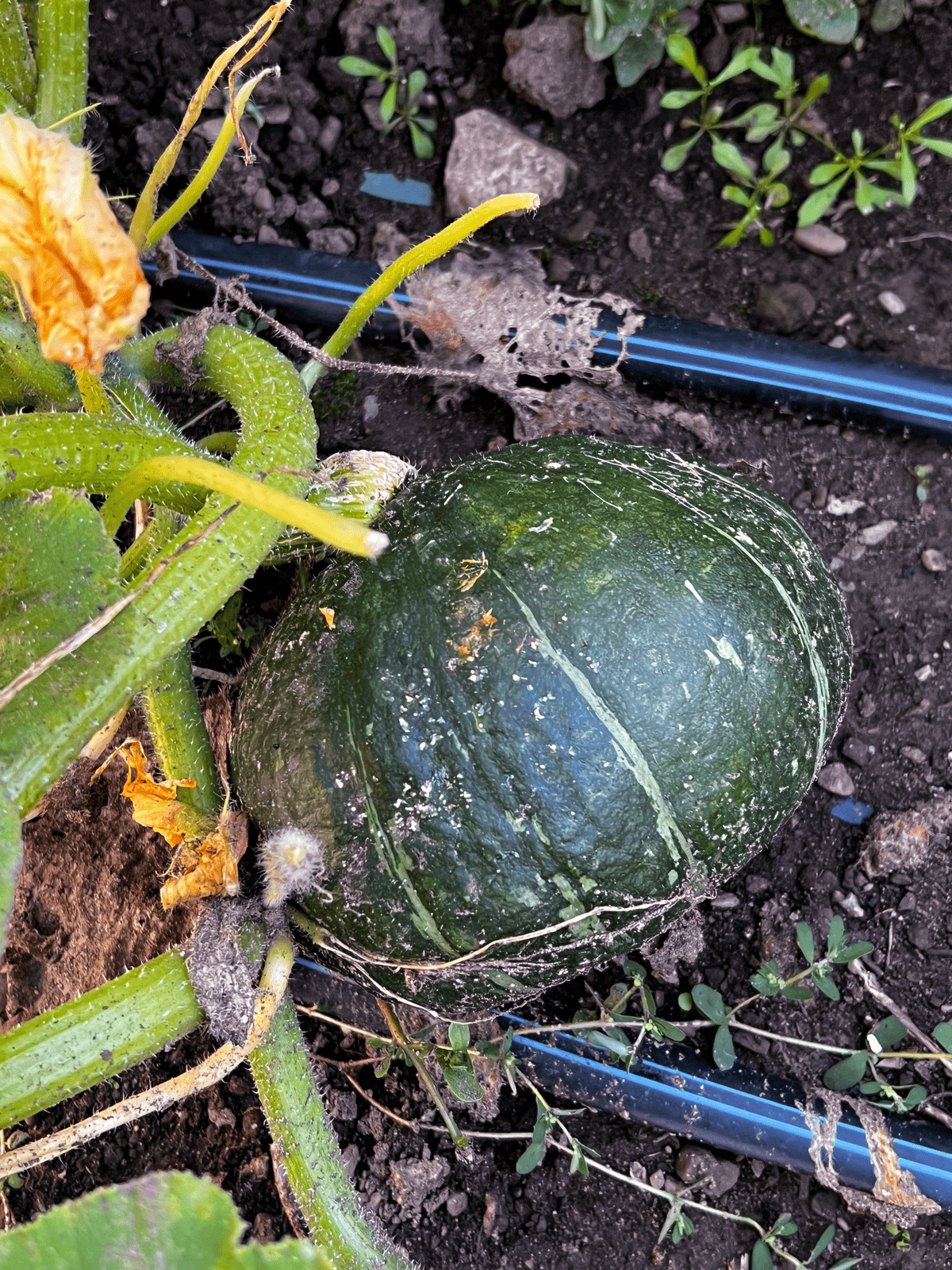 Sweet Mama kabocha squash grows in the garden.