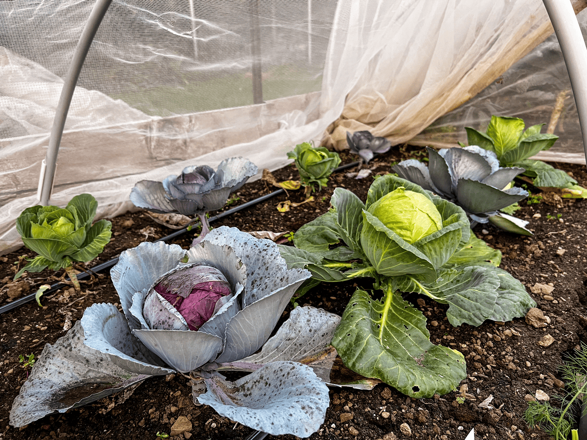 Red and green cabbage growing under row cover and hoops to prevent cabbage moth larvae.