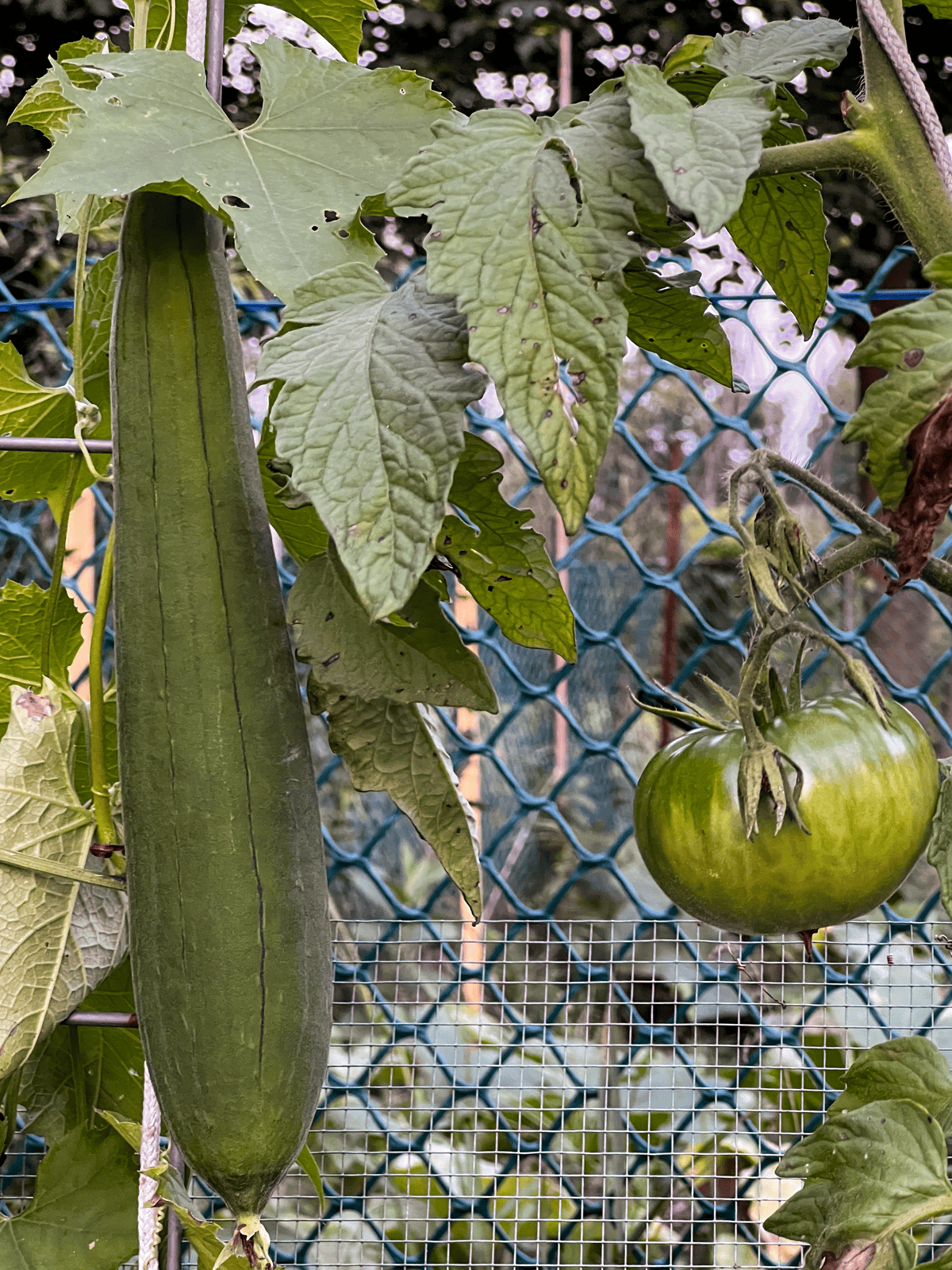 A long loofah sponge grows beside a green tomato on a fence.