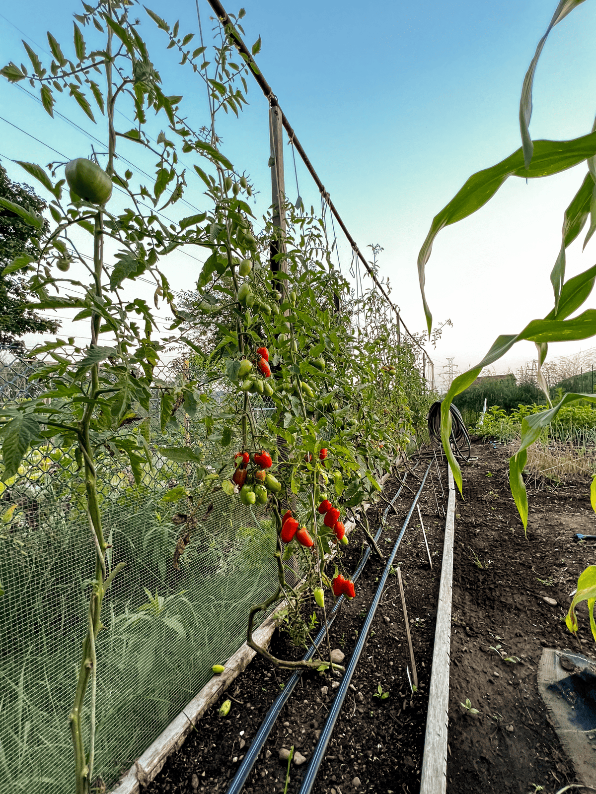Long row of string trained tomatoes near end of summer.