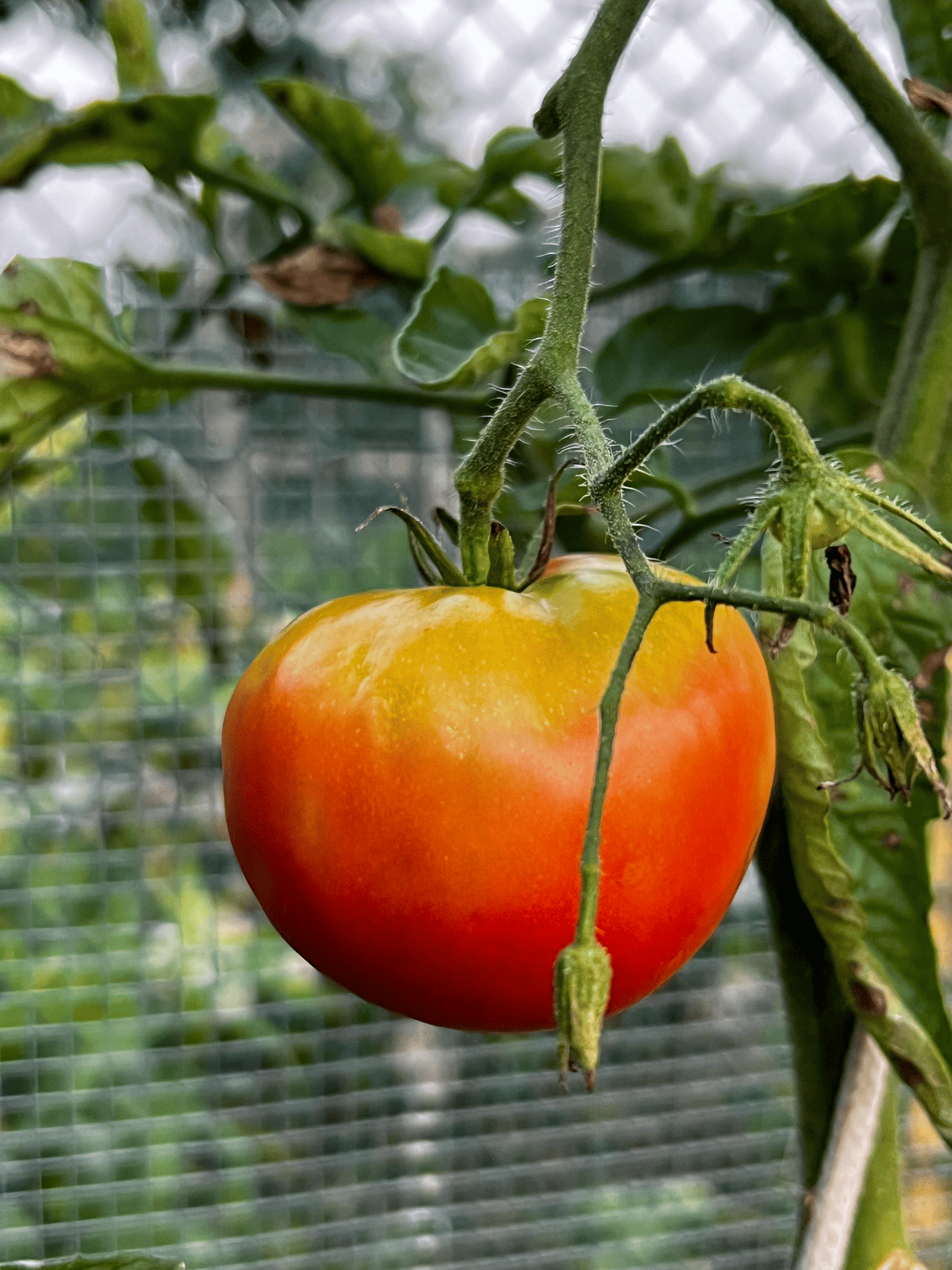 Black from Tula tomato which isn't nearly as black as I expected it to be.