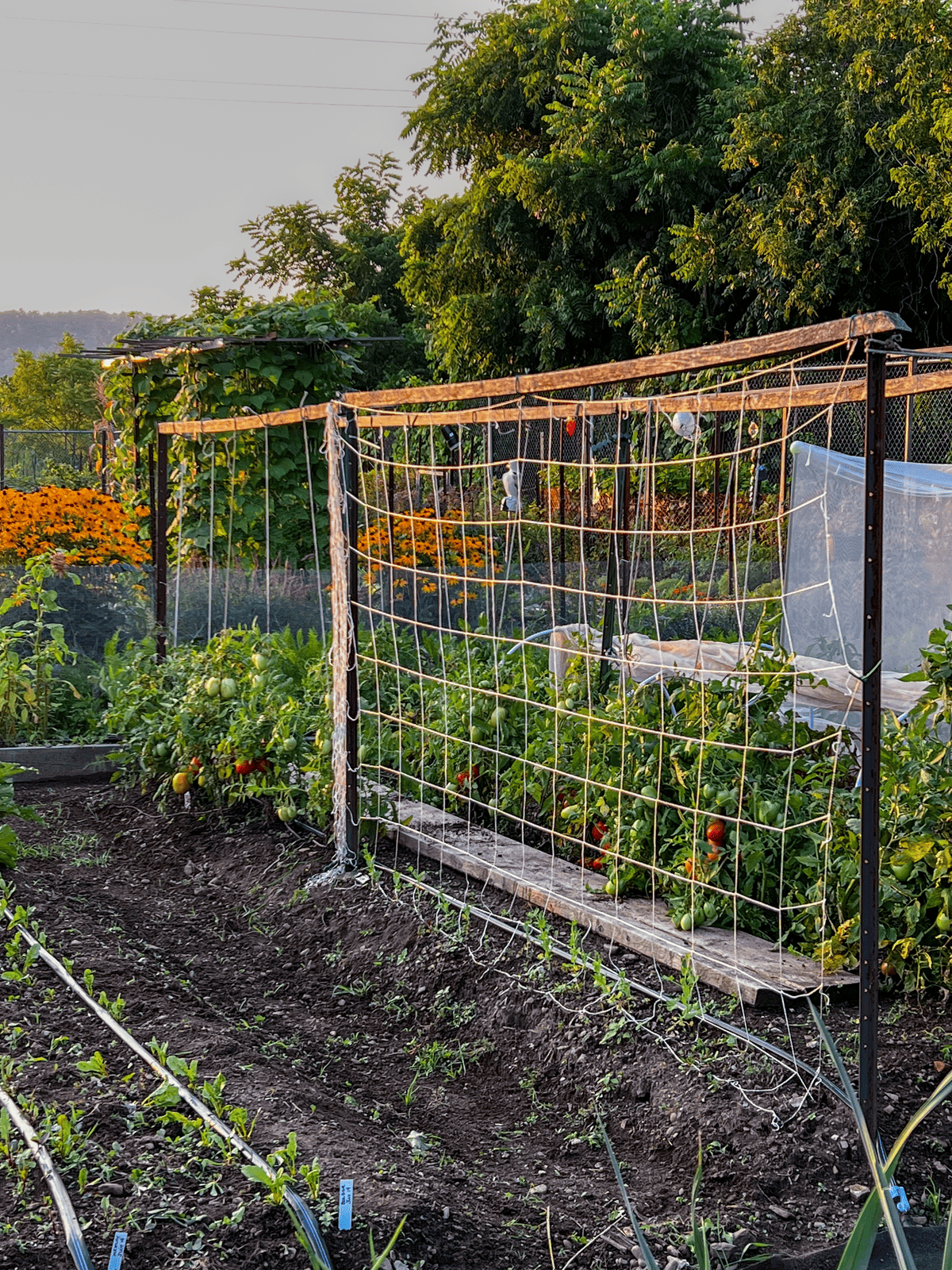 Trellis netting with poles in garden for peas to climb on.