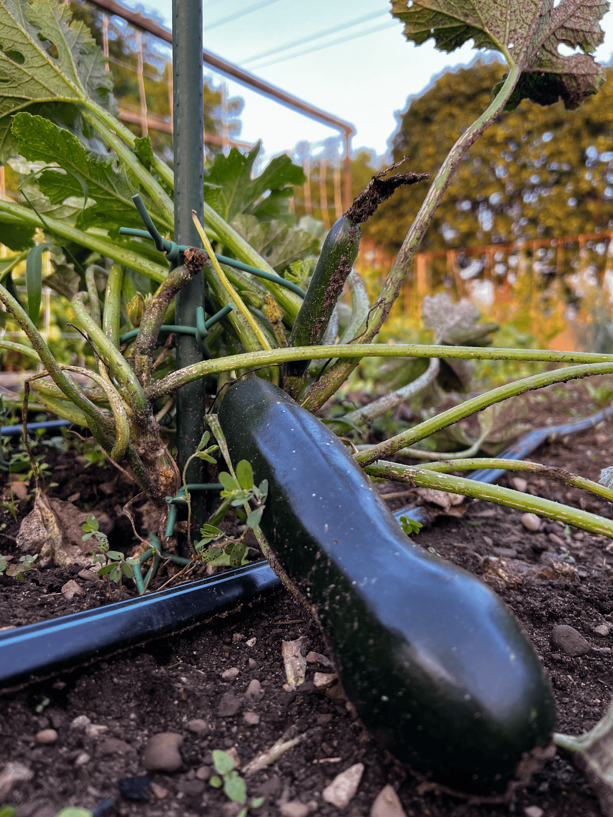 Zucchini growing on plant in the garden.