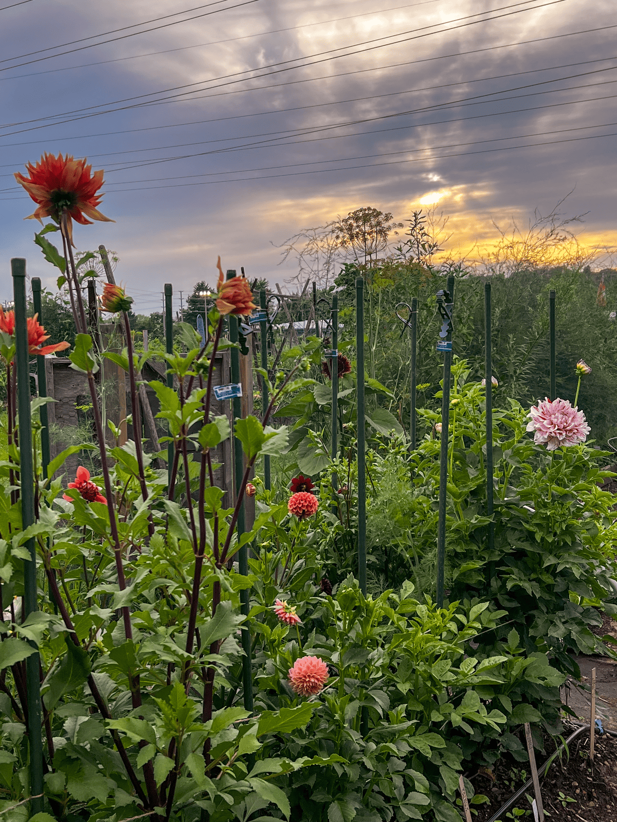 Dahlia patch showing Cornel Bronze, Black Satin, and AC Paint.