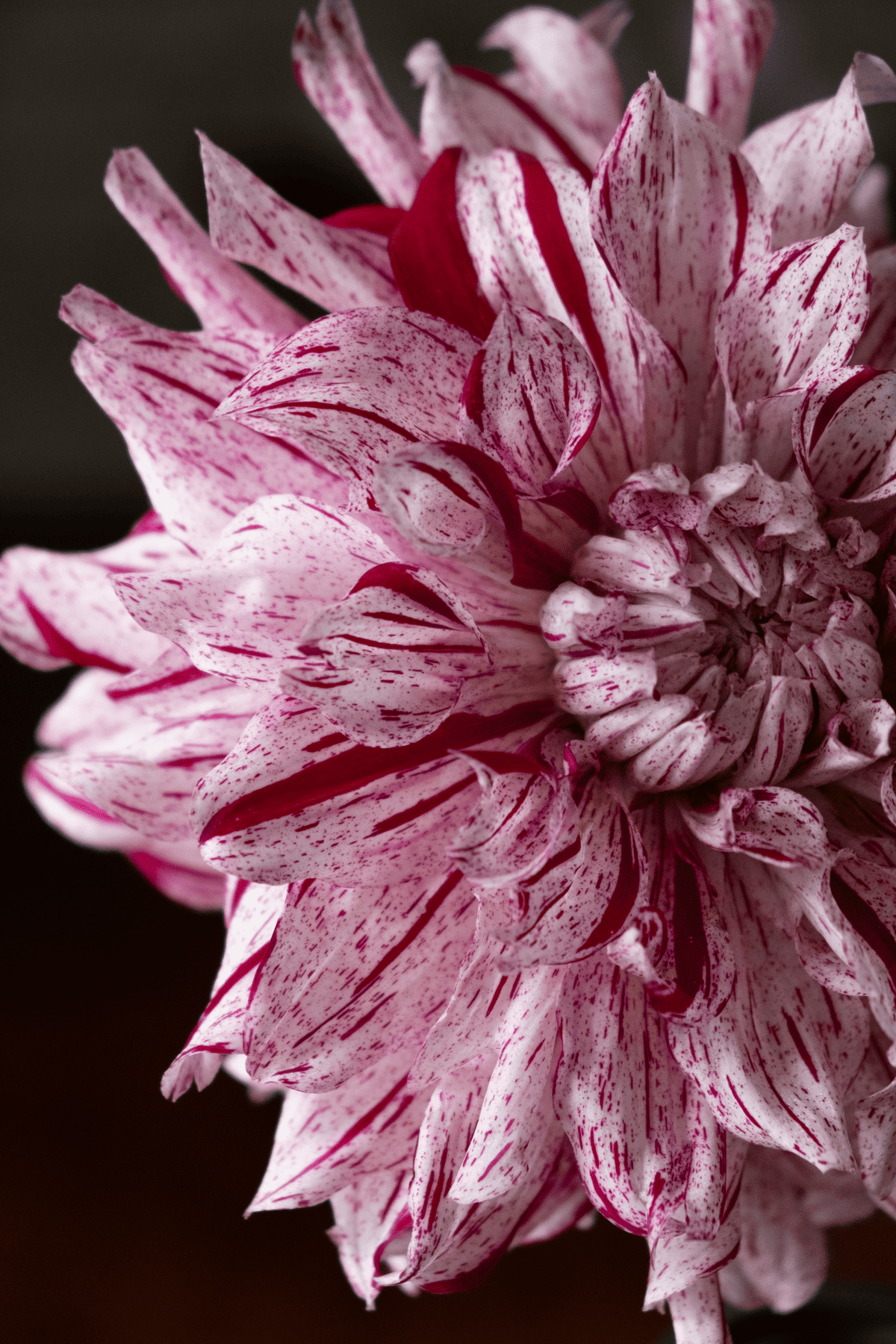 AC Paint dahlia on black background