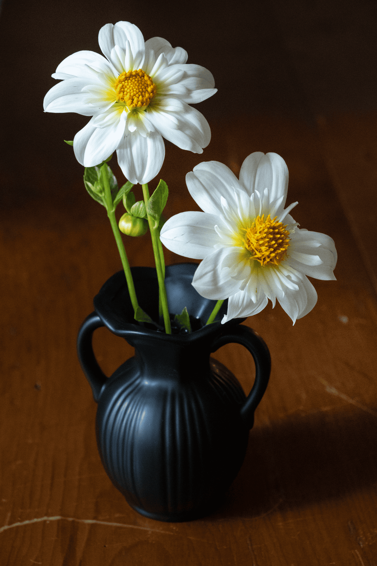 Alpen Cherub dahia in small black vase.