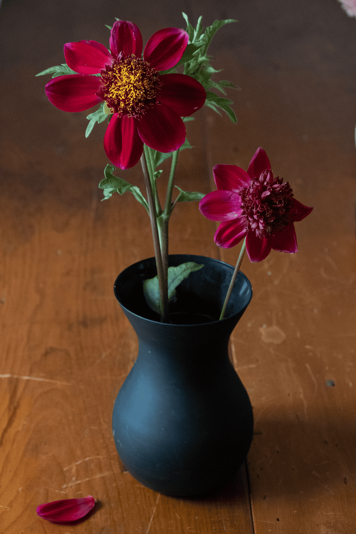 Rock Star dahlia.