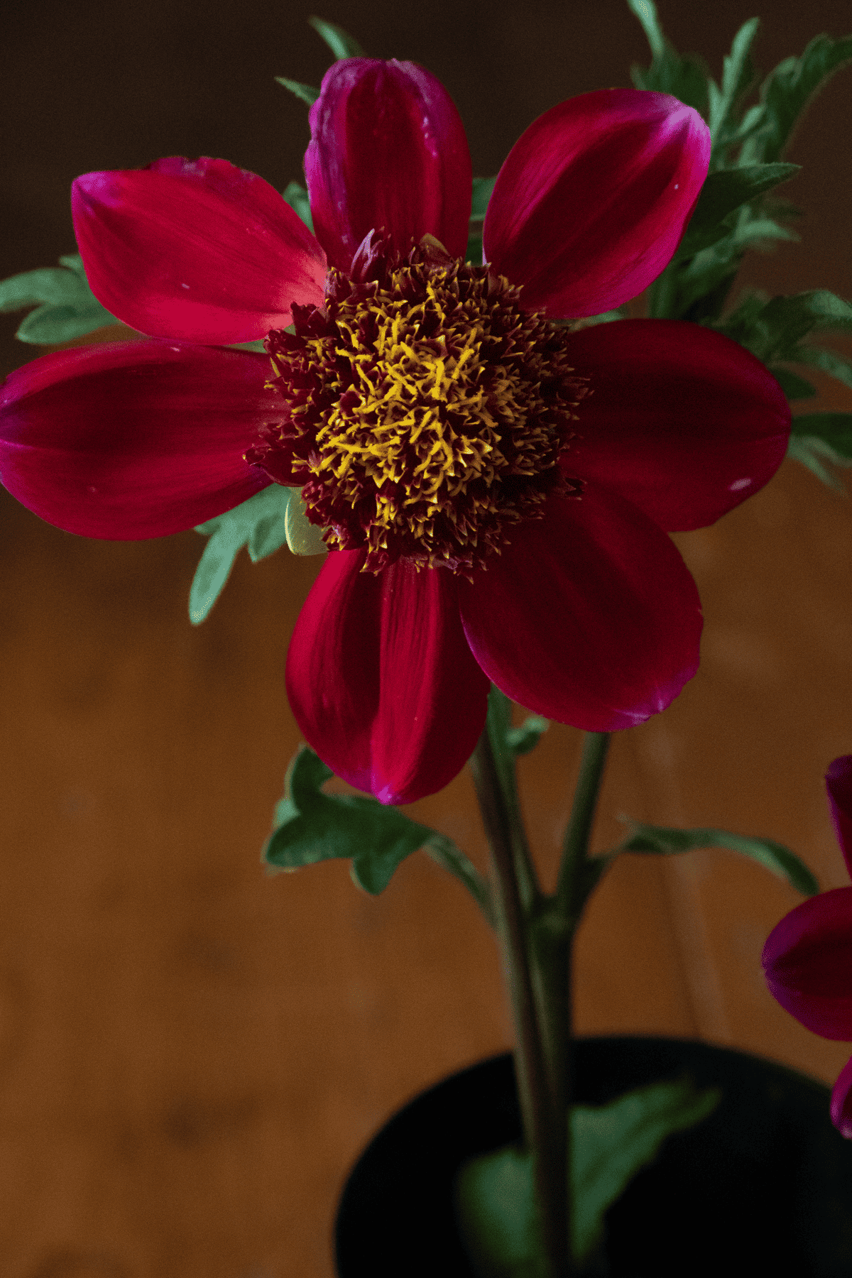 Rock Star dahlia.