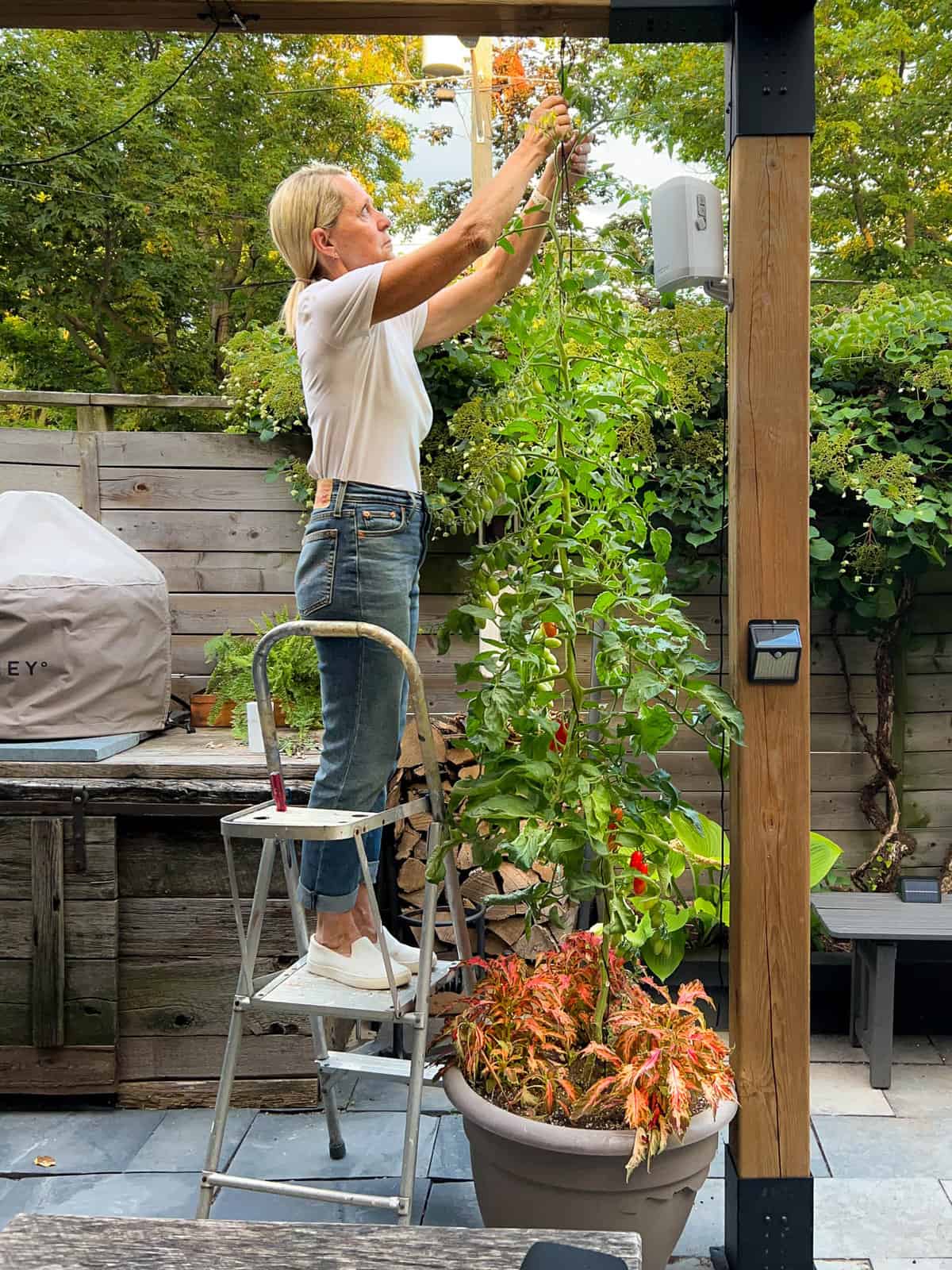 Karen Bertelsen string trains a potted Juliet tomato plant with sun coral candy coleus.