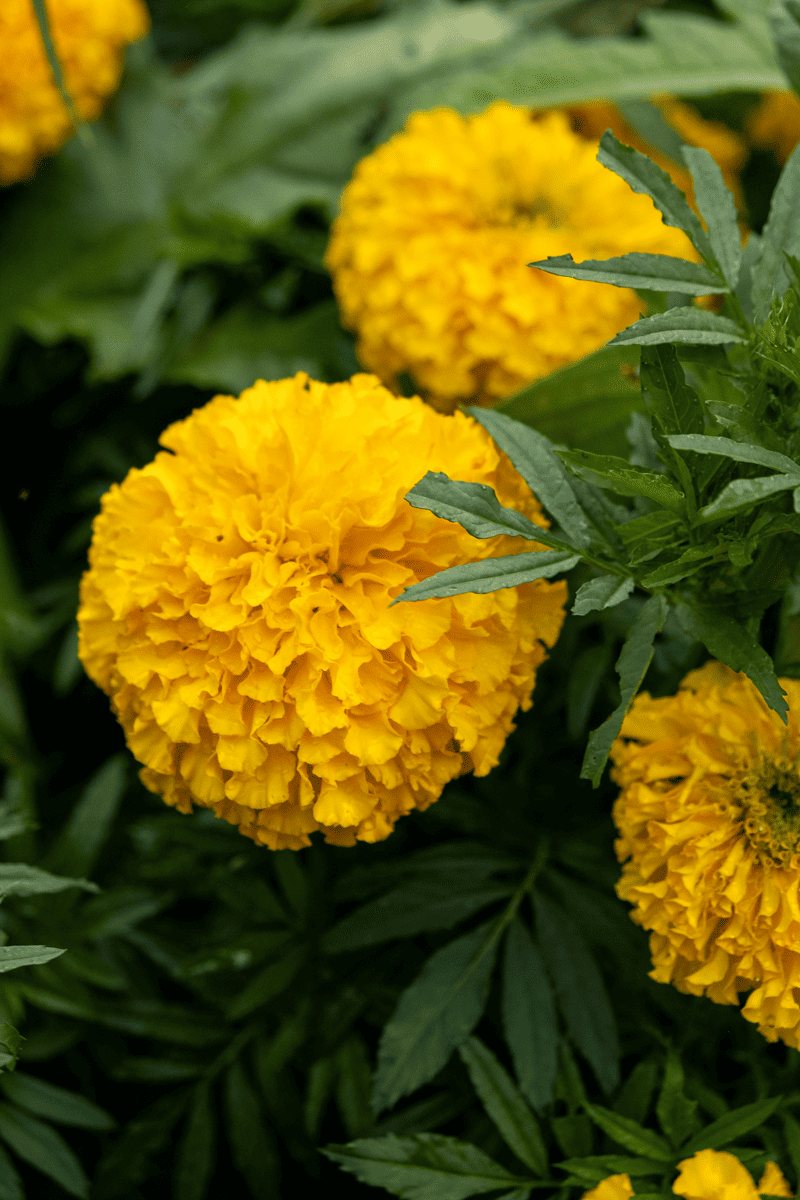 Big Duck Marigold