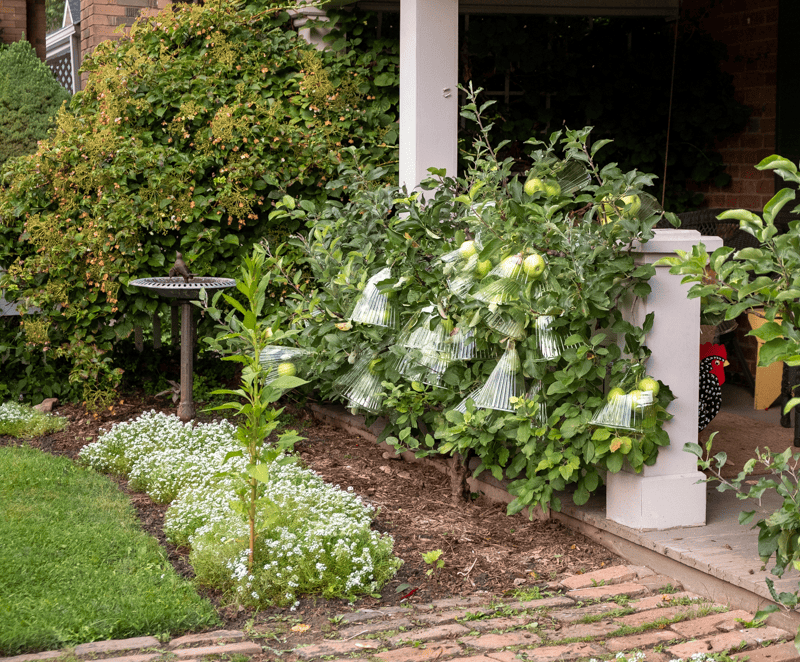 Espaliered apple tree, brick path and bed of alyssum.