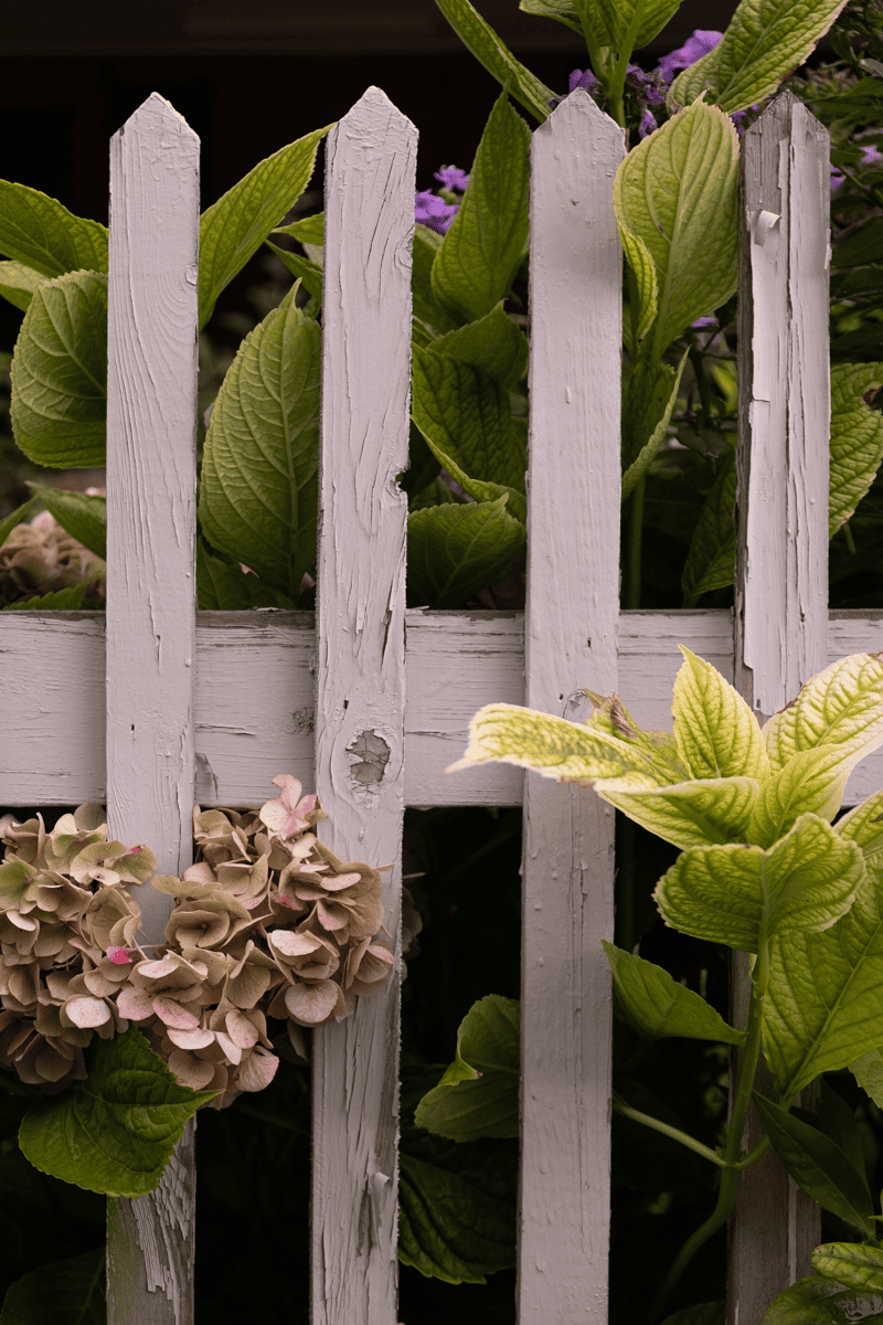 White picket fence with hydrangea growing through.