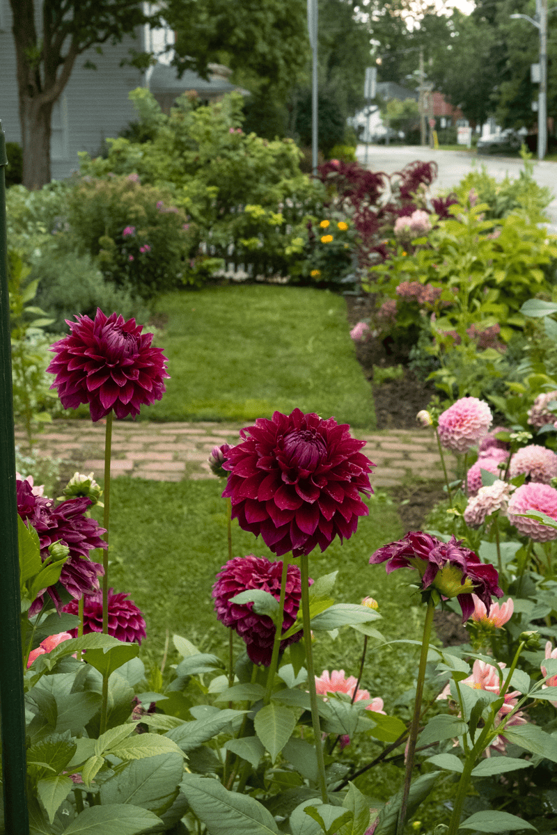 Colleen Mooney dahlias in small home garden.