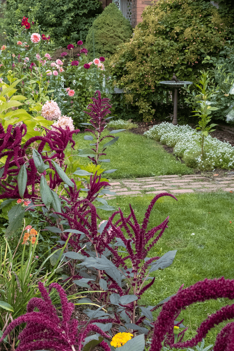 English cottage garden with birdbath, brick path and flower beds with dahlias etc.