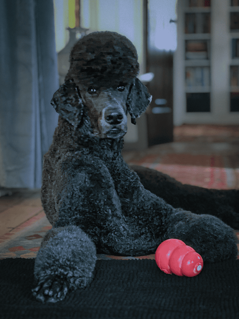 You're Filling Your Kong Wrong - The Art of Doing Stuff