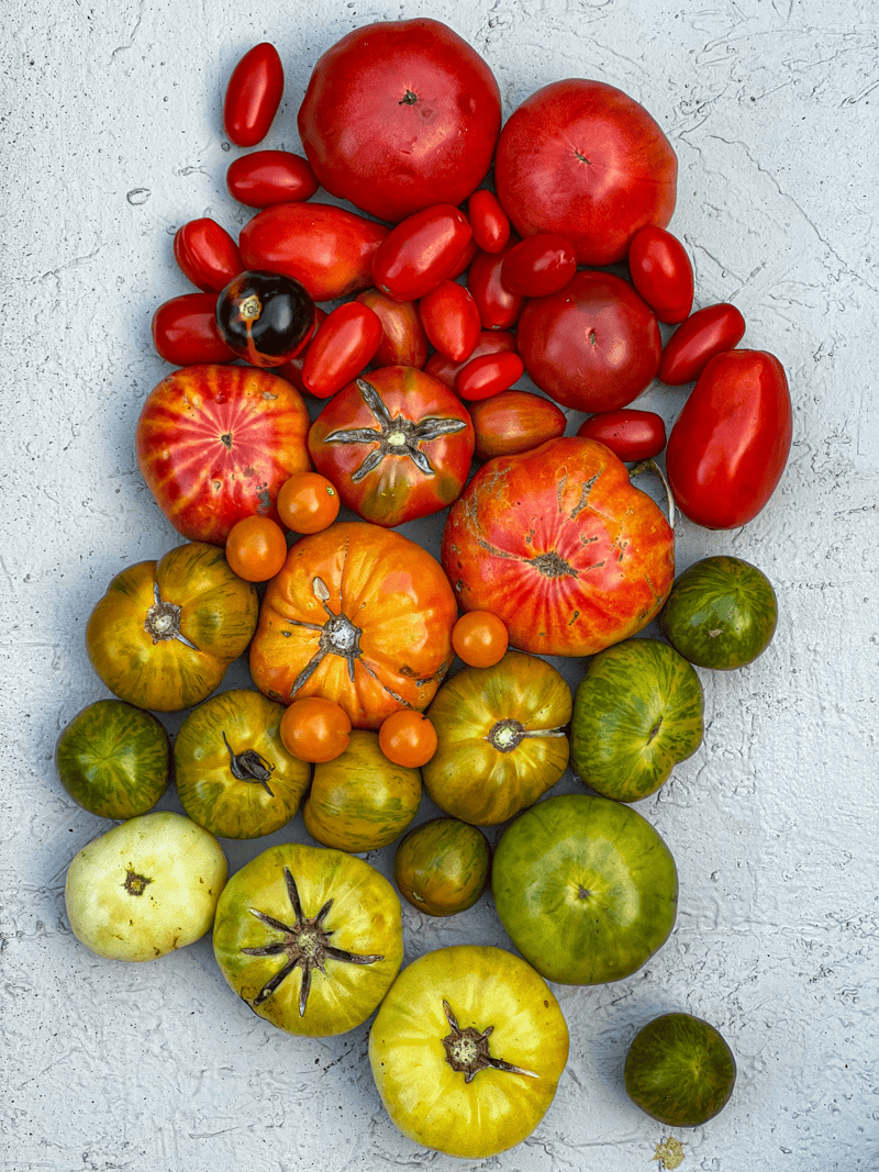 Grouping of heirloom tomatoes at graduated stages of ripeness from green to yellow, orange and red.