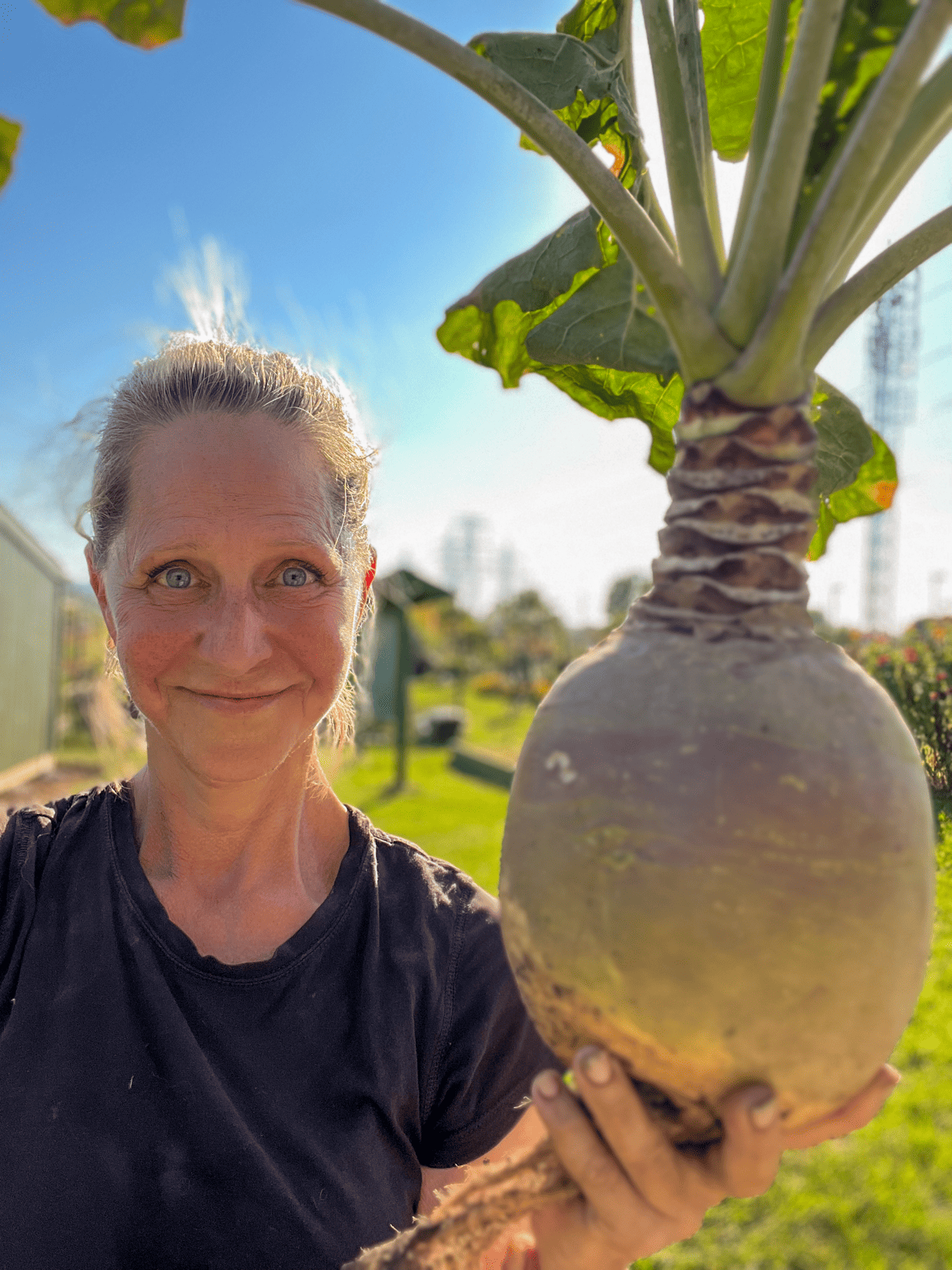 Karen Bertelsen's home grown rutabaga.