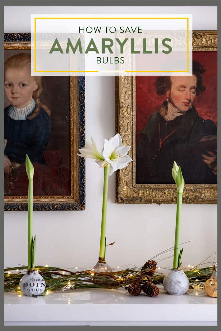 What To Do With Those Amaryllis Bulbs