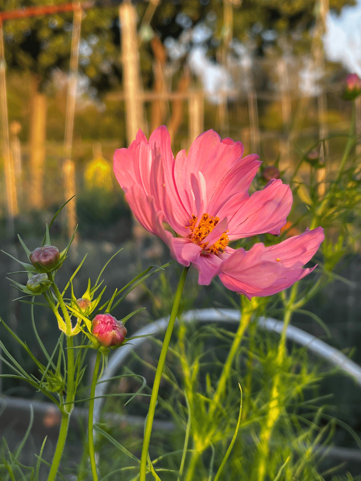 Apricotta cosmos colour variation.