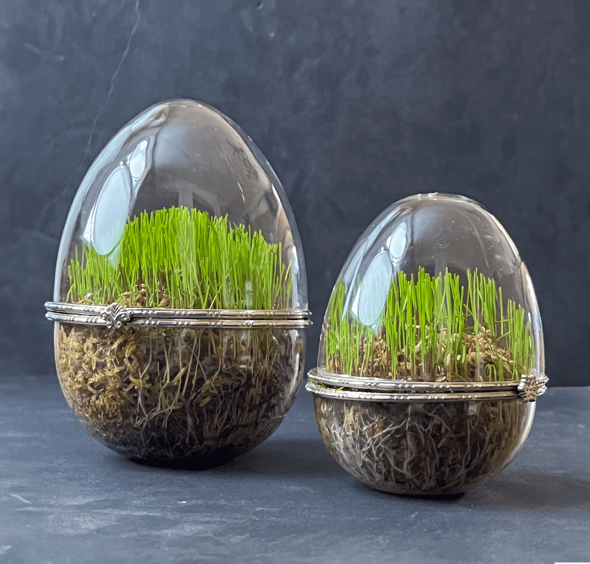 Easter grass growing in upright plastic eggs.