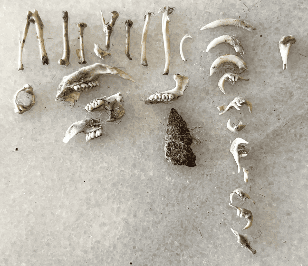 Everything found inside an owl pellet dissection including small bones, vertebrae, claws, teeth & jawbones lined up in groupings on marble counter.