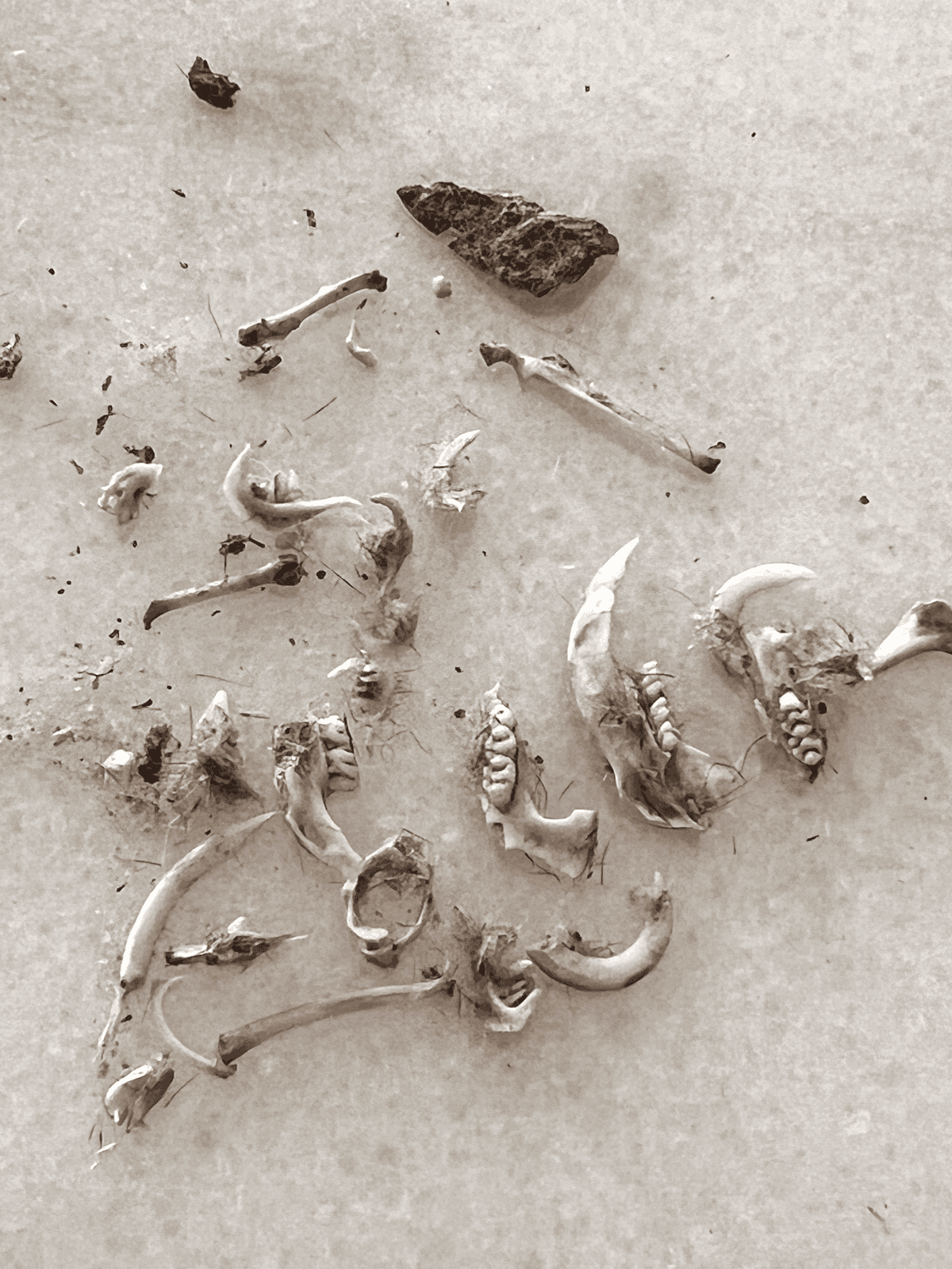 What's inside an owl pellet including claws, teeth, bones and a vertebrae.