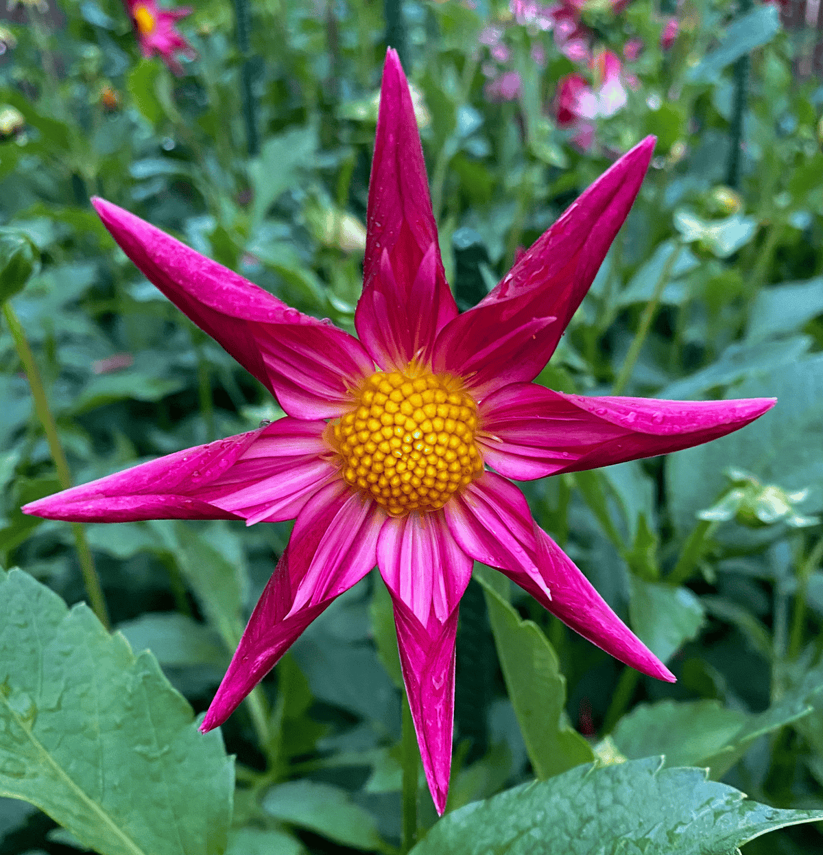Fundy Esther dahlia bloom in garden.