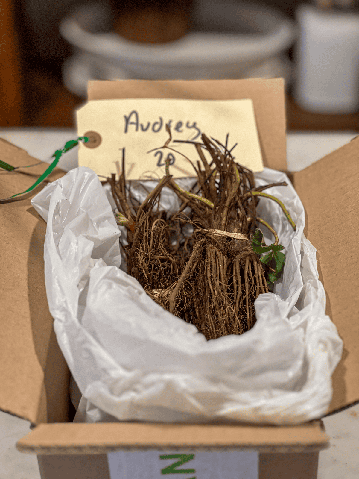 Bundled bare root Audrey strawberry plants in plastic bag inside cardboard shipping box.