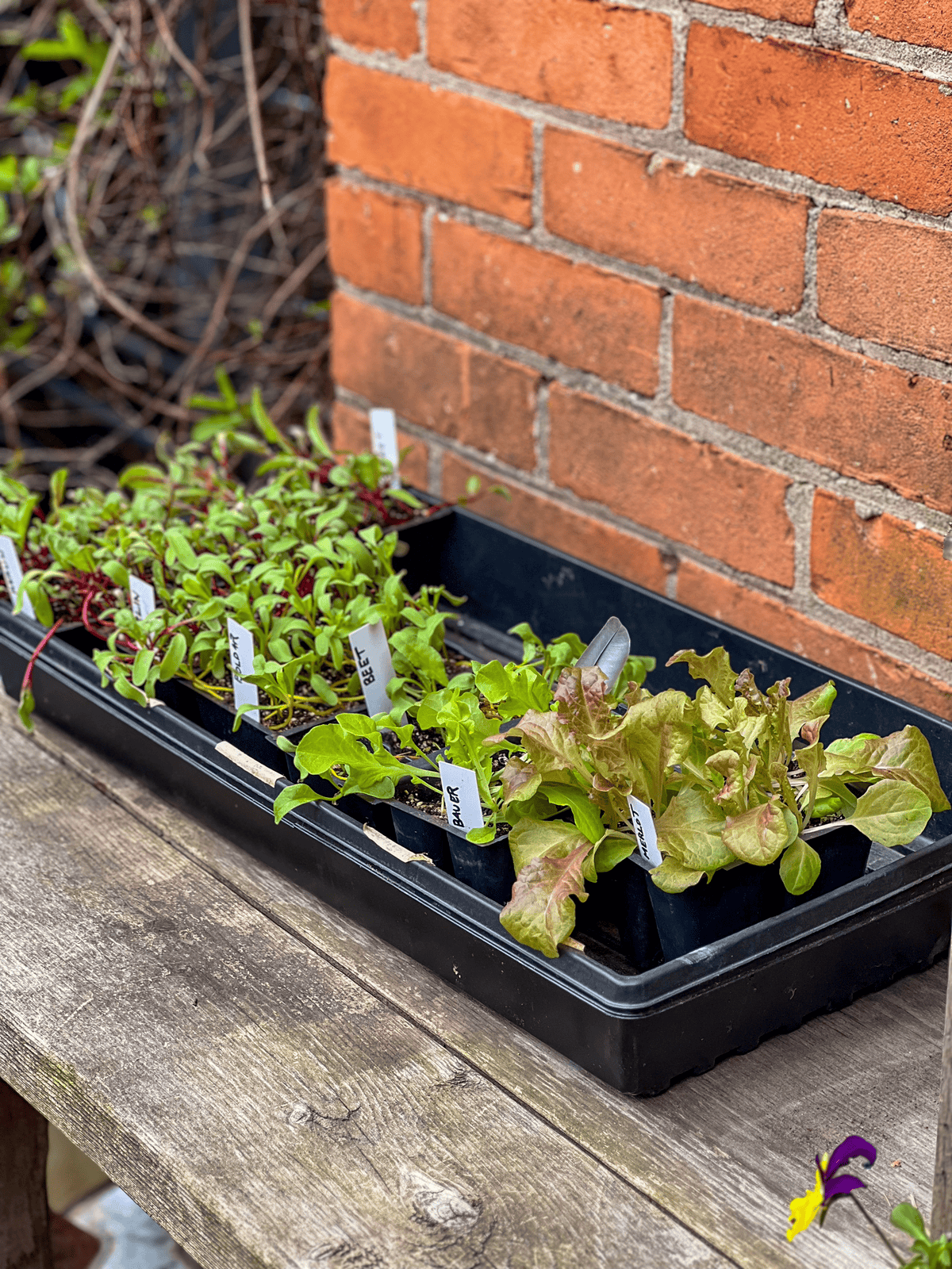 A flat of beet and lettuce seedlings hardening off on a wood table next to a brick wall.