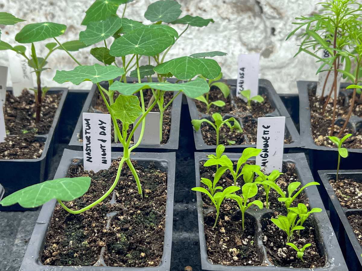 Night and Day nasturtium, and mignonette seedlings under lights.