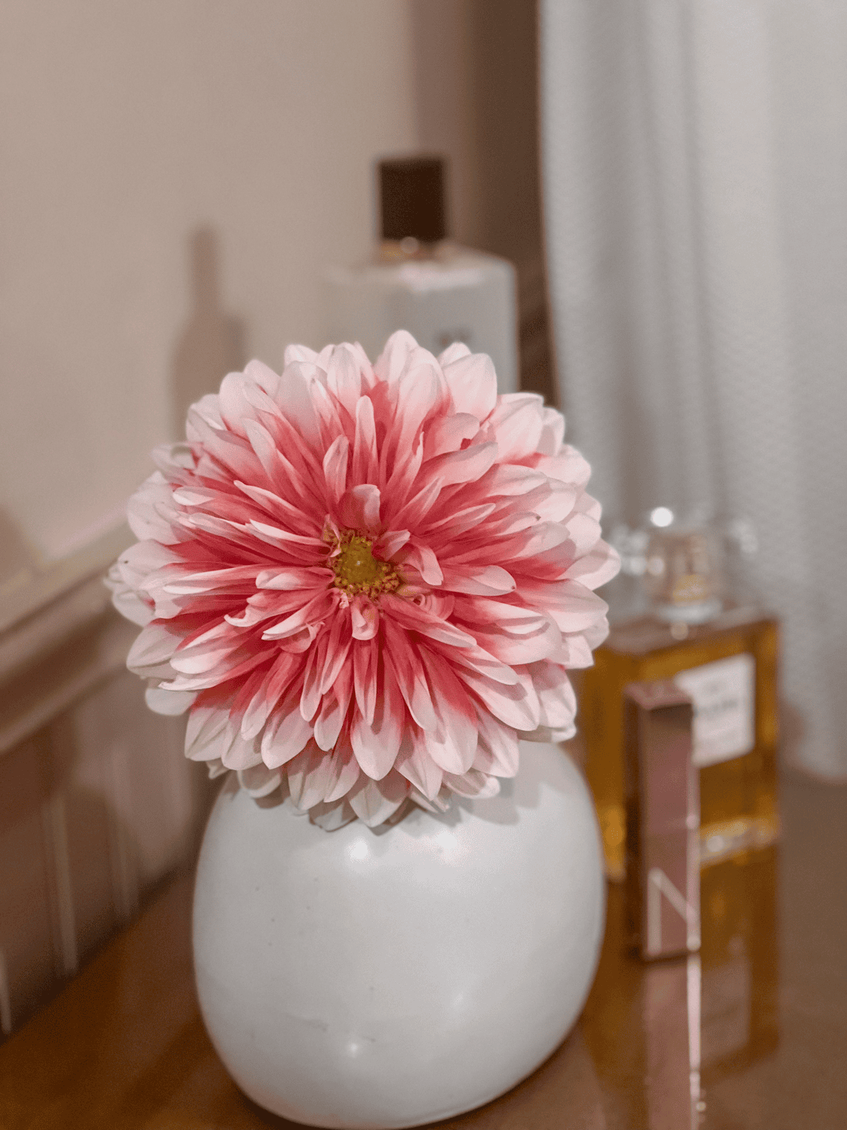 A la Mode dahlia in small white vase.