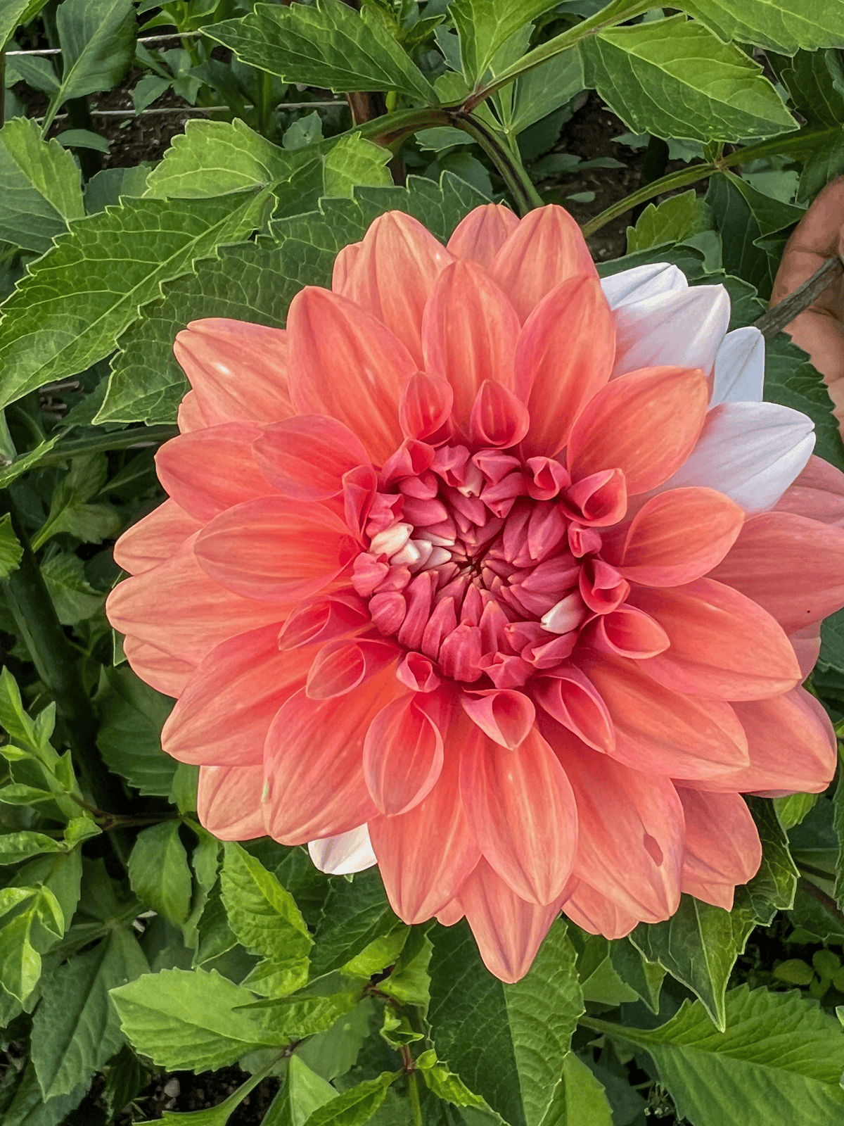 A la Mode dahlia.