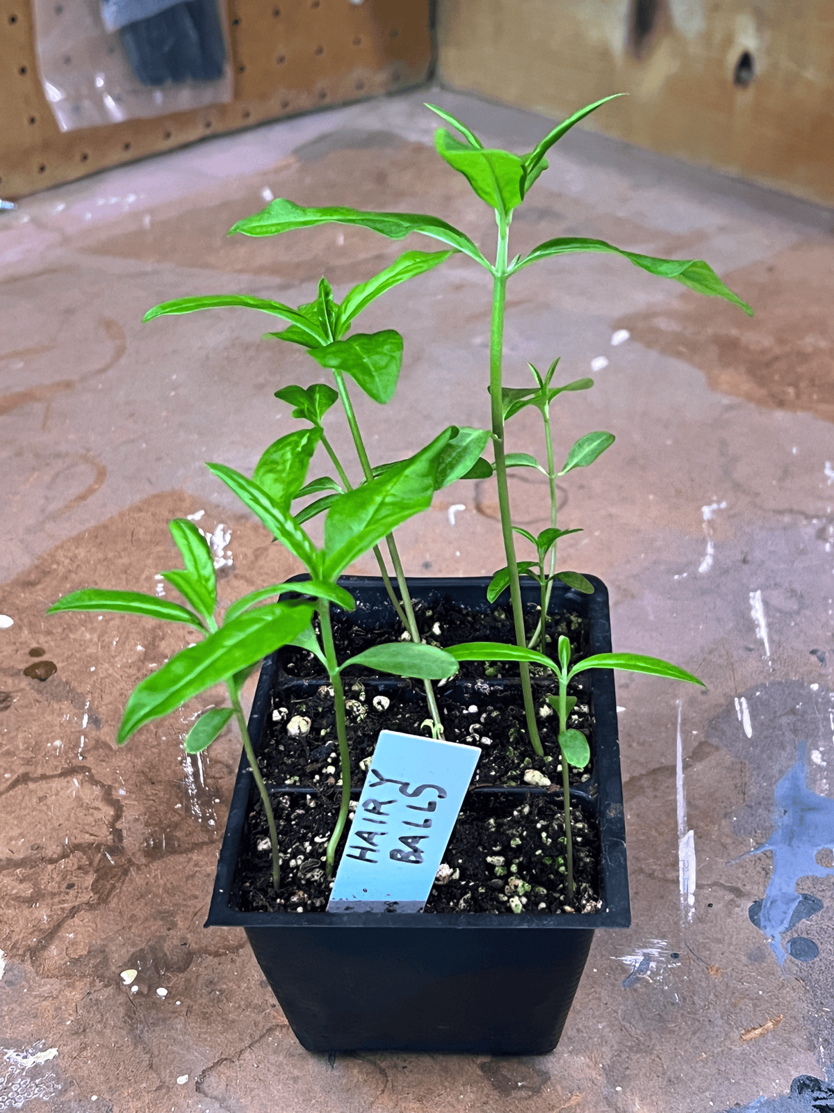 4 week old hairy balls, also known as balloon flower seedlings in pot.