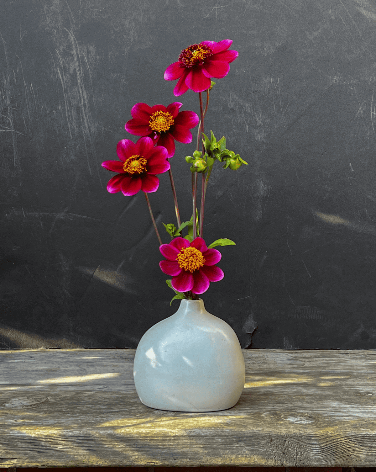 Rock Star dahlias in small white vase.