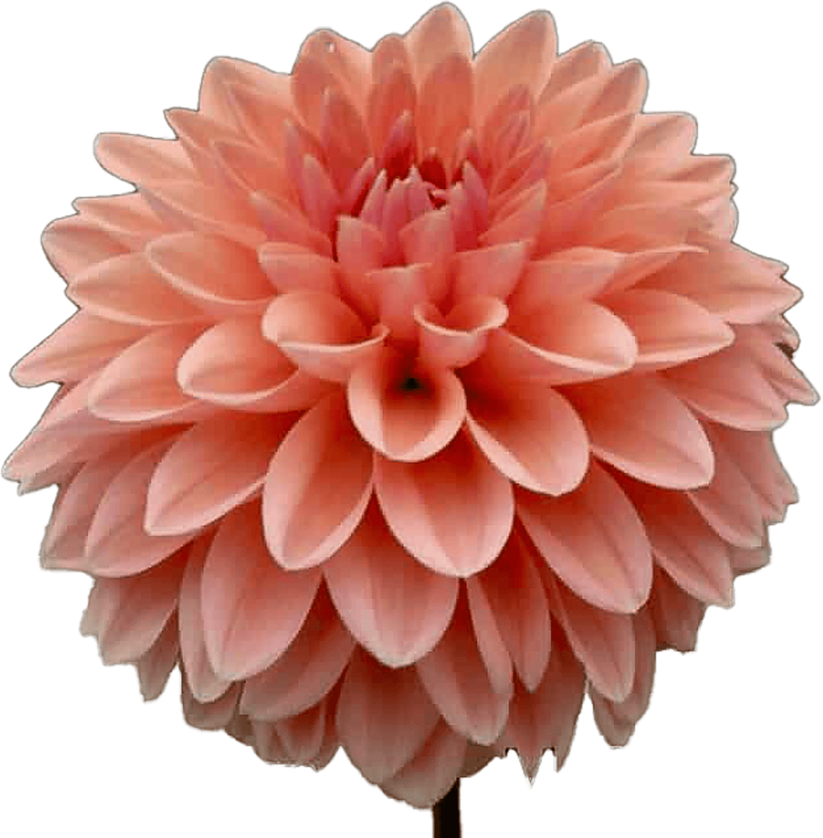 Jess Lyn dahlia bloom.