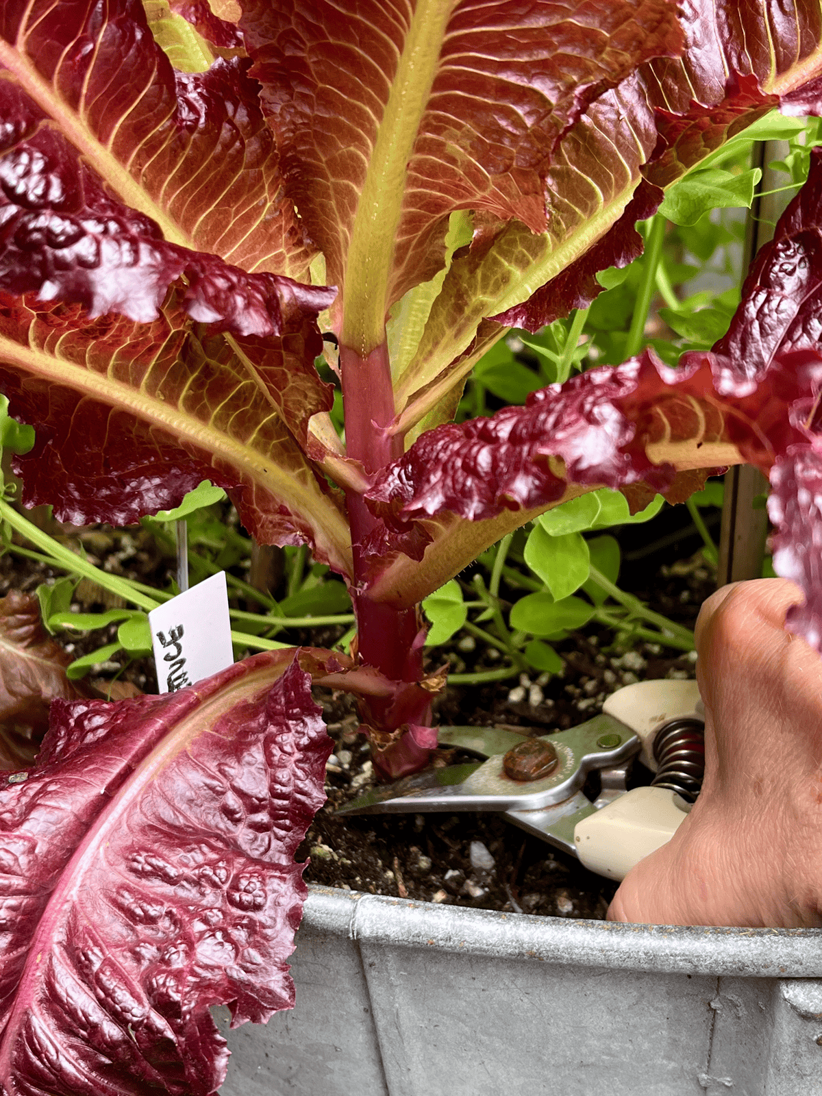 The elongated stem of bolted red leaf lettuce being cut 1" above soil with pruners.