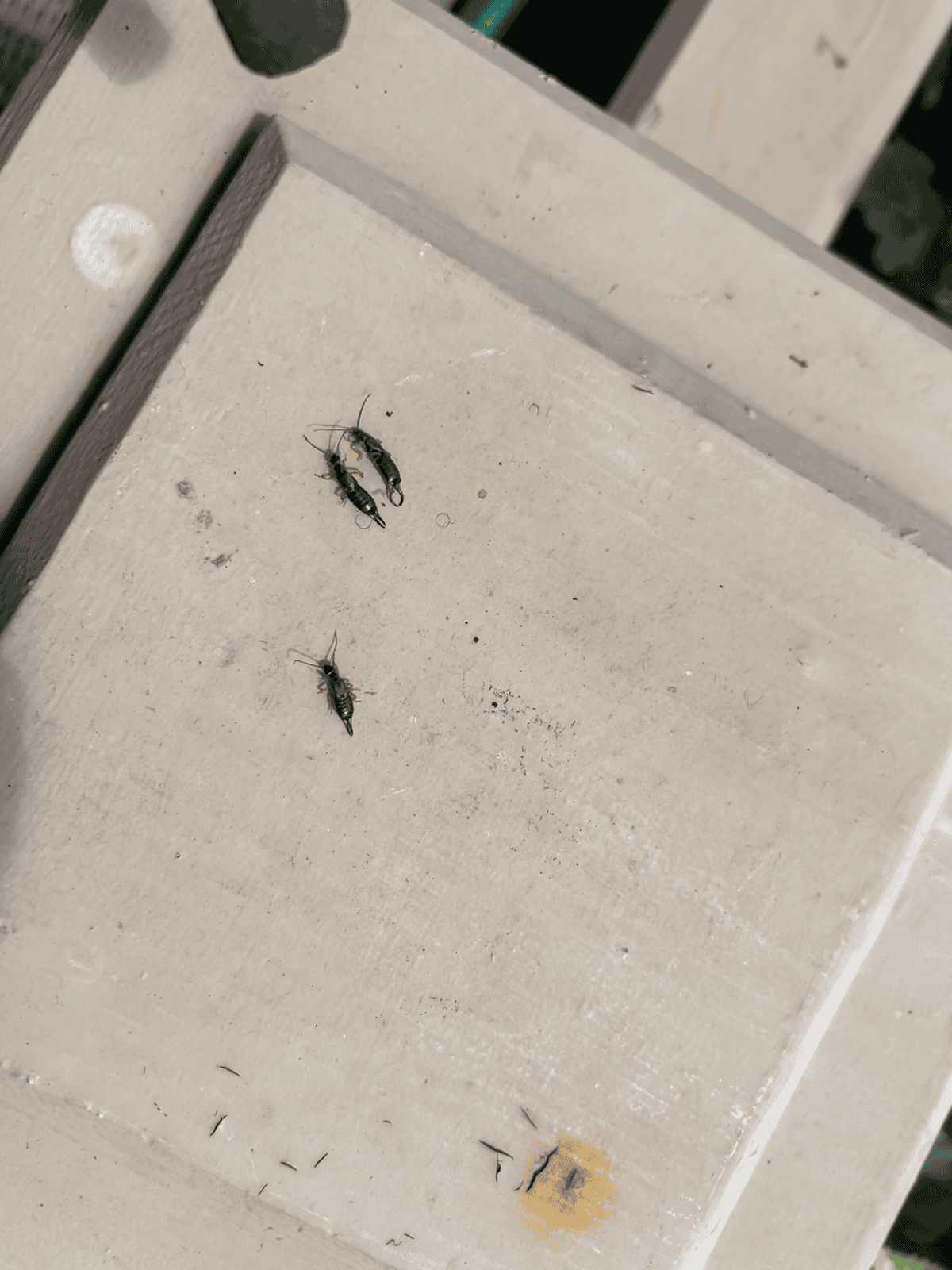 Earwigs on a wood pillar.
