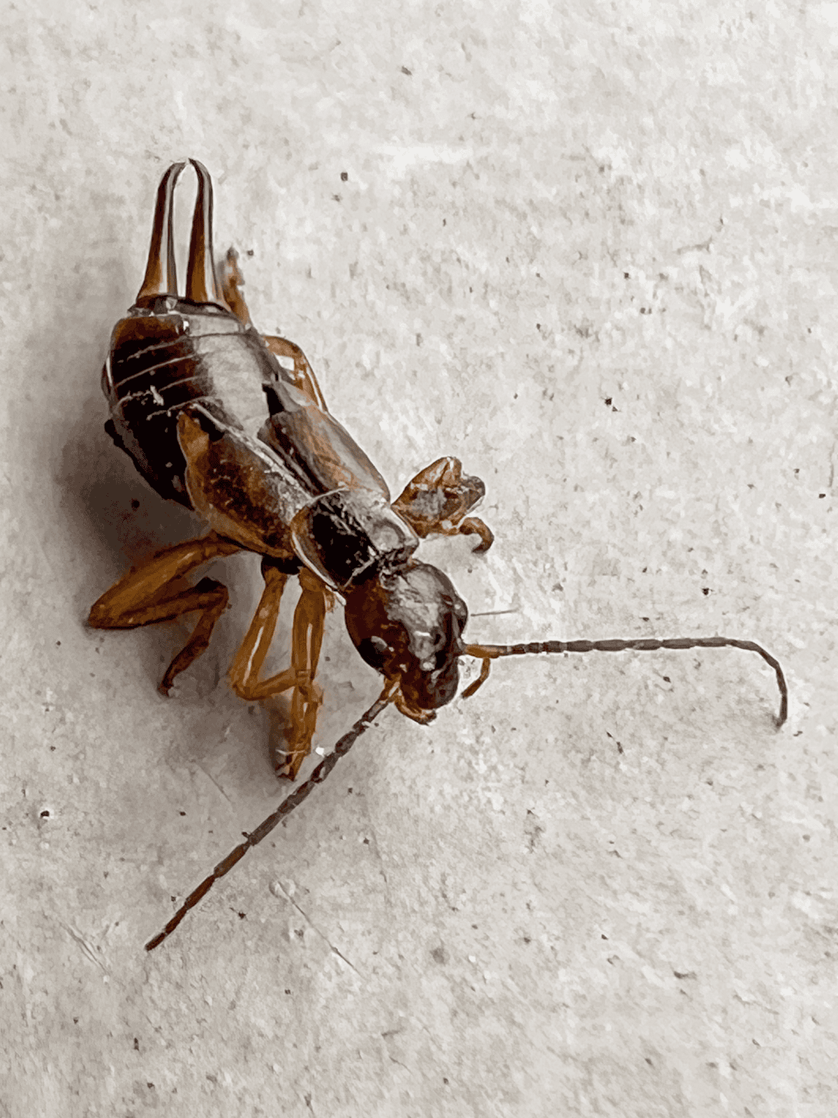 A close up shot of an earwig.