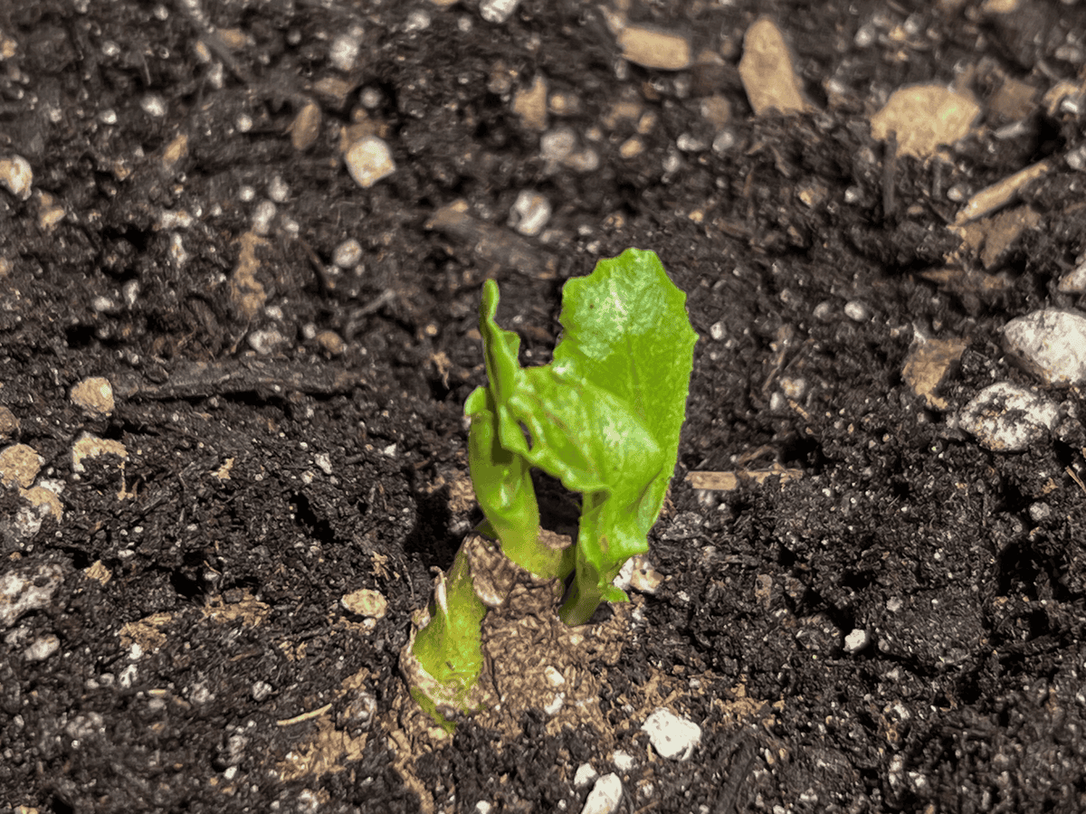 New lettuce heads emerging from the cut stalk of the original head.