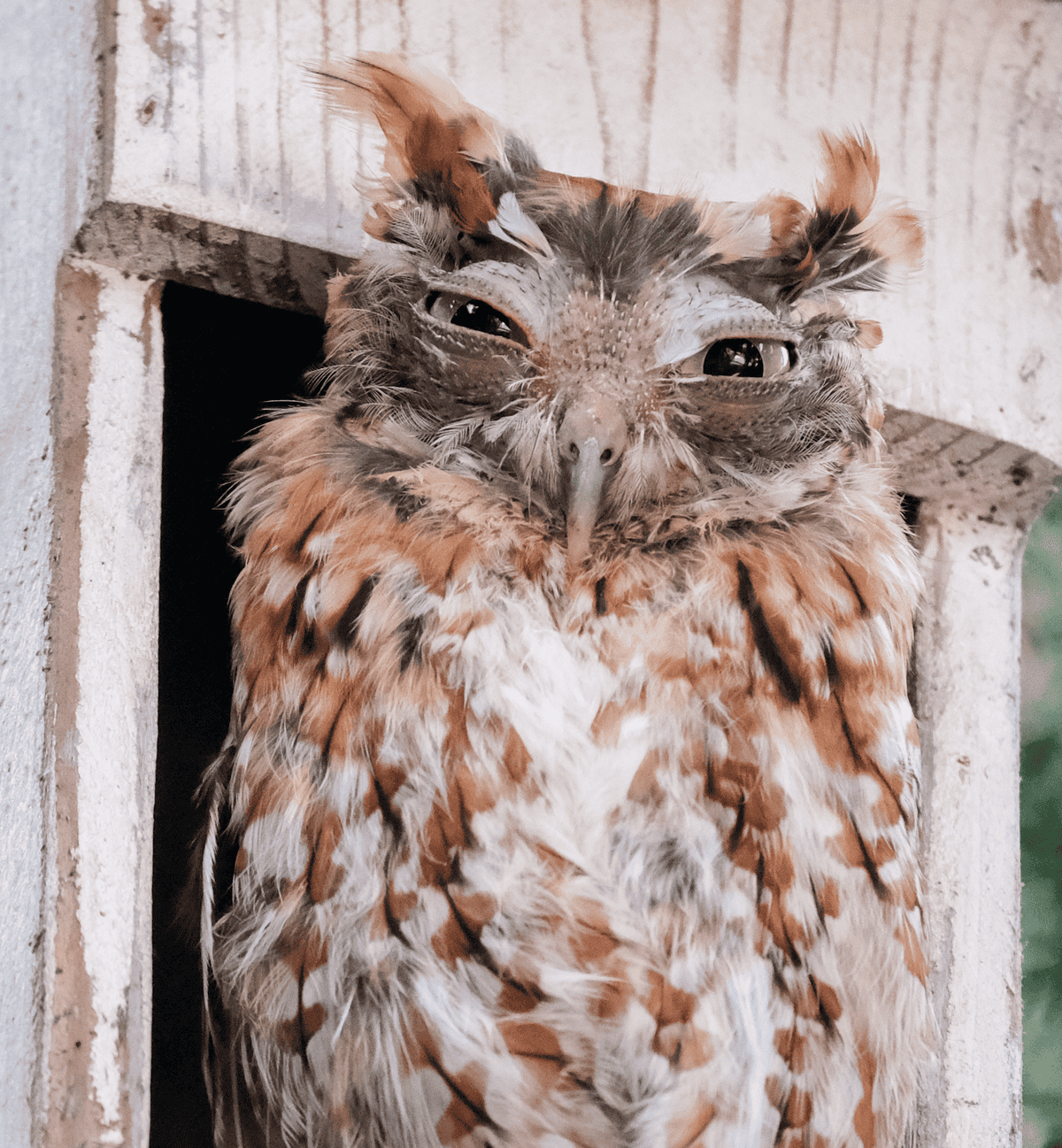 Molting red morph Eastern screech owl in a white backyard nesting box.