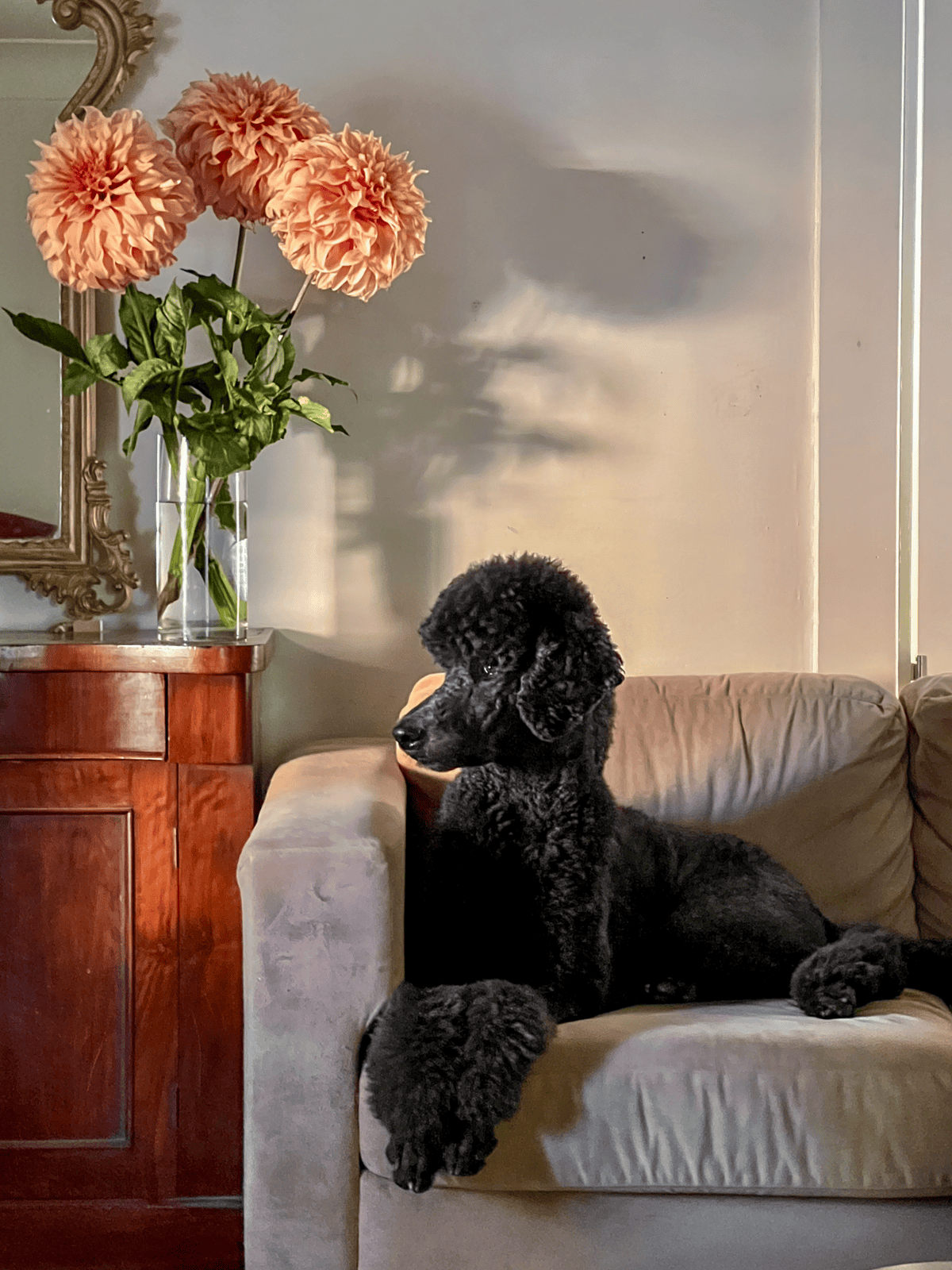 3 huge JS Jenny dahlia blooms in a glass vase with standard poodle laying beside.