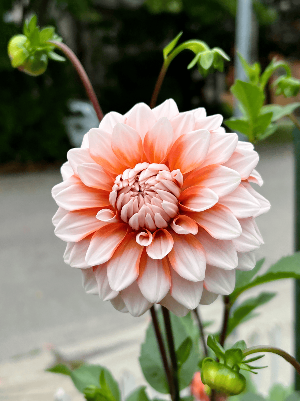 A la mode dahlia in The Art of Doing Stuff's garden.