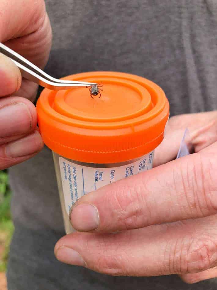 A tick held by the head with tick tweezers over a sample jar with an orange lid.