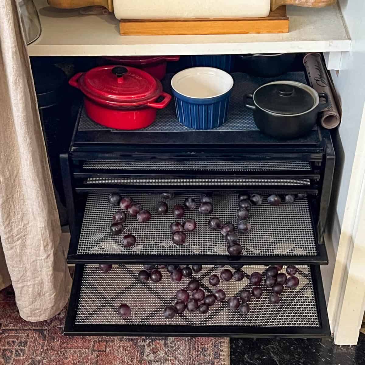Grapes on a dehydrator rack.