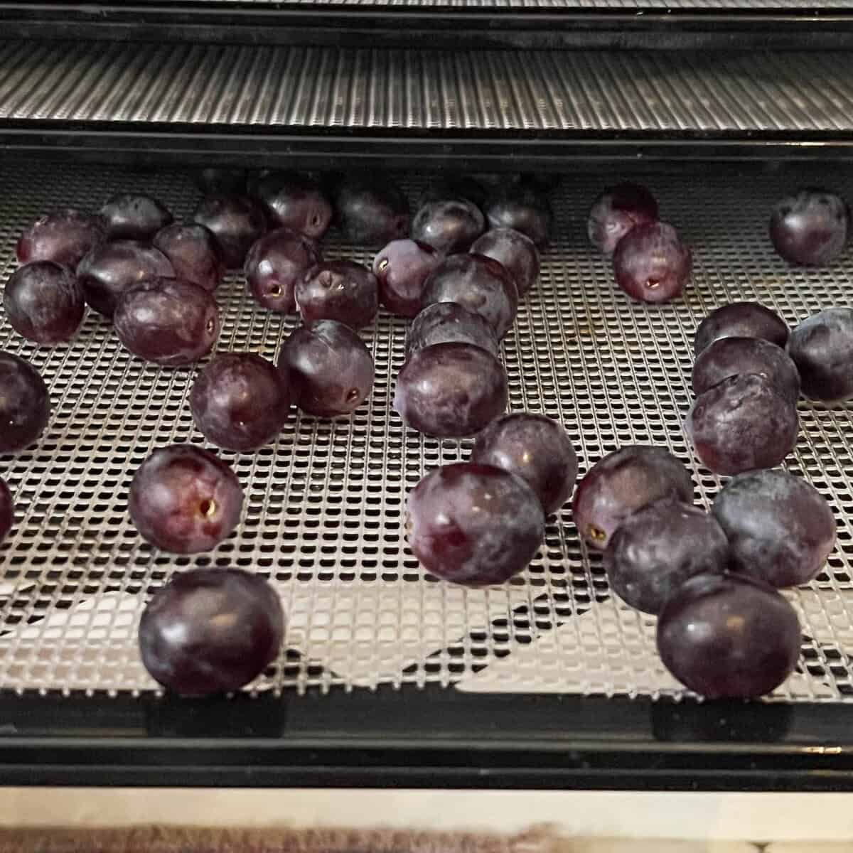 Grapes on an Excalibur dehydrator tray.