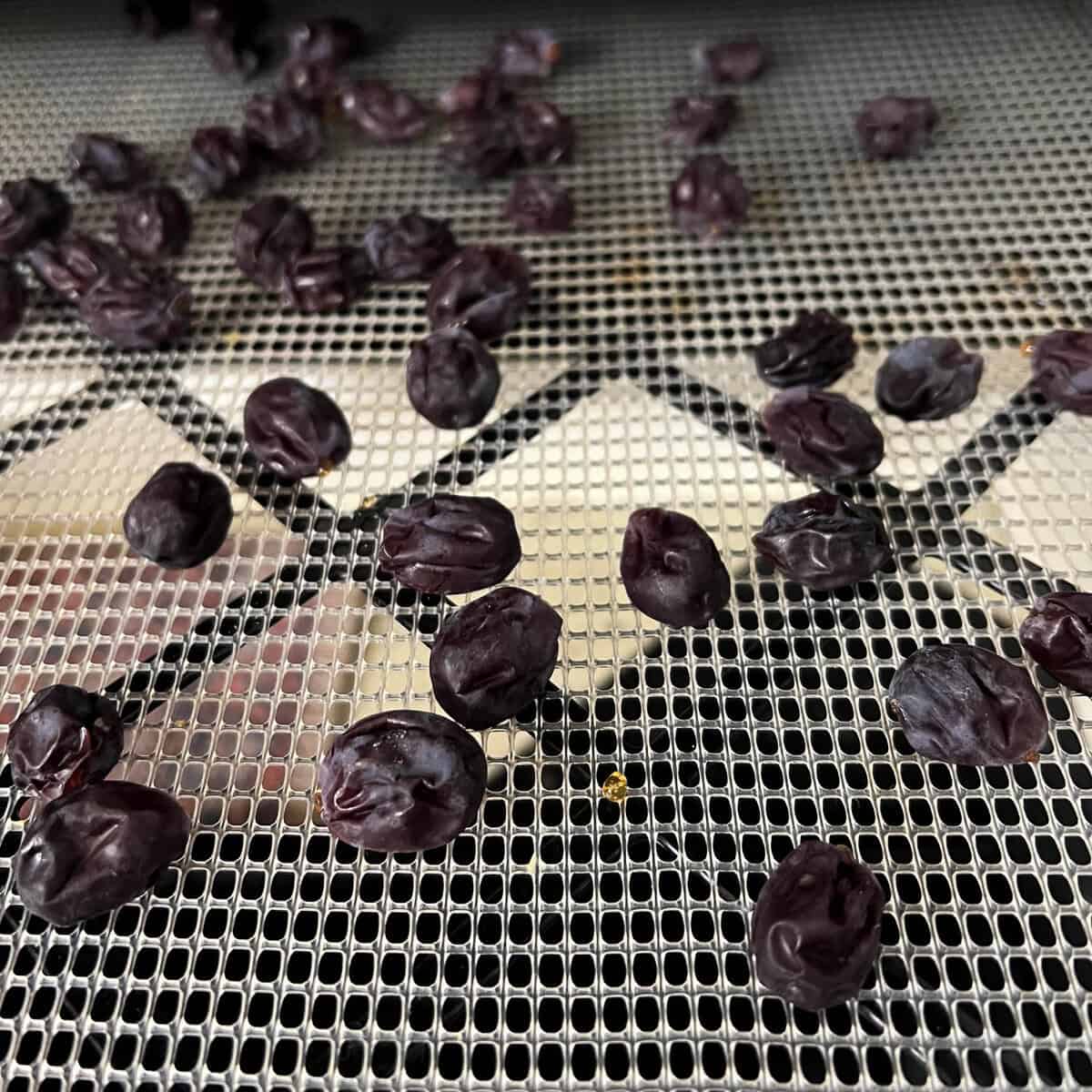 Grapes, partly dehydrated into raisins on Excalibur tray.