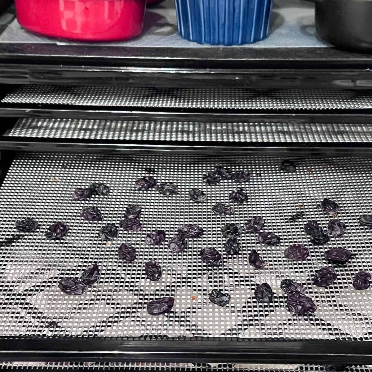 Homemade raisins on dehydrator rack.