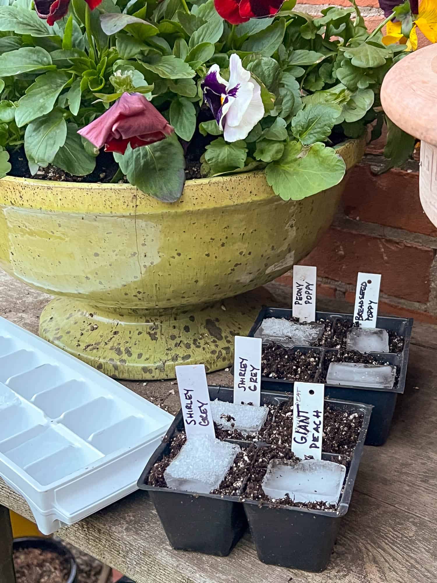 Poppy seeds planted in ice cubes in plastic pots on a wood potting bench with potted pansies in a green ceramic planter.