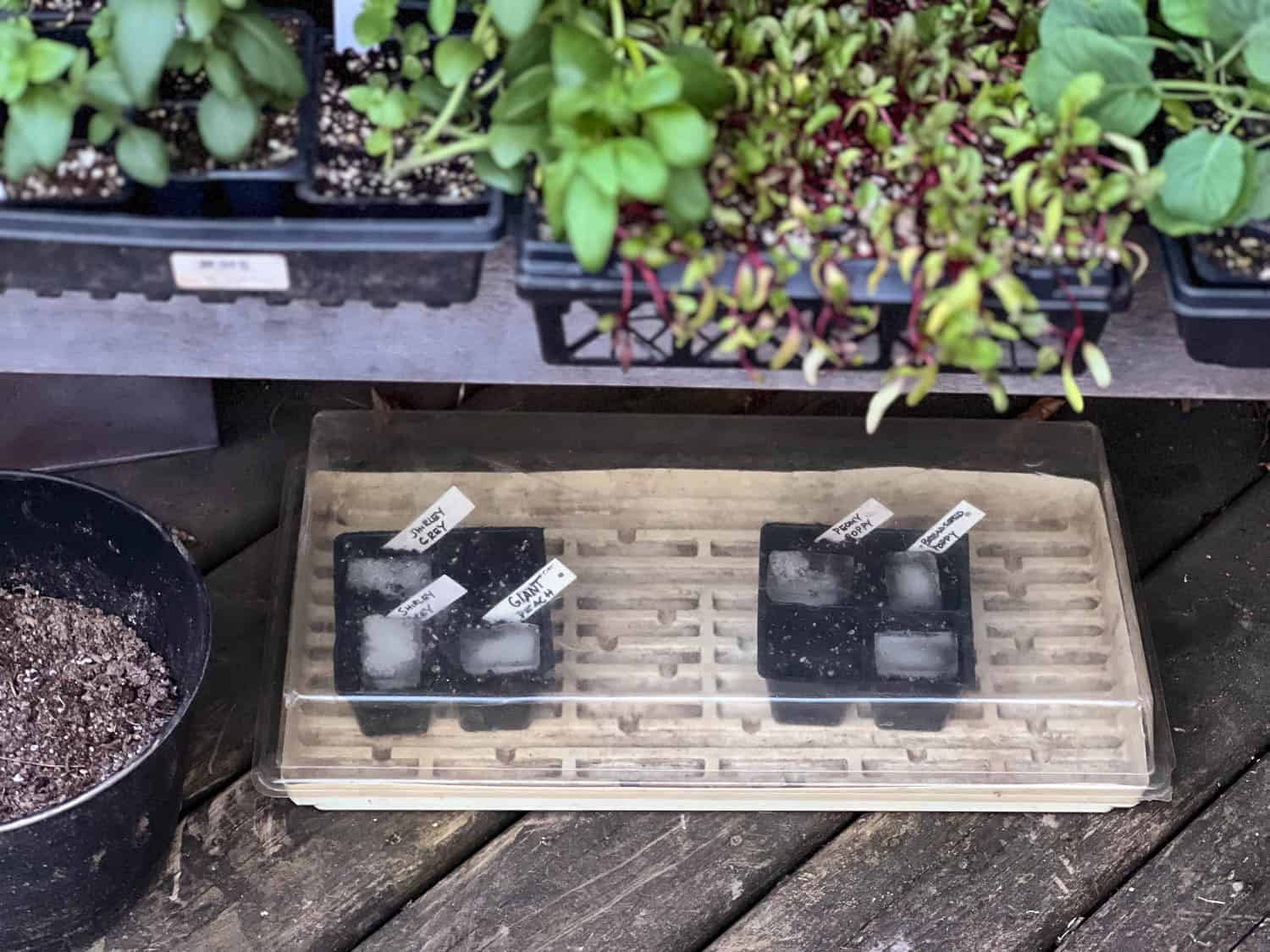 A white tray with a clear dome sits on a deck with 2 black seed starting cells inside.